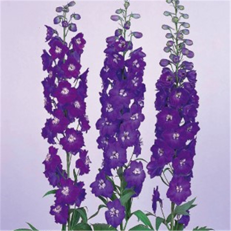 藍色漸變