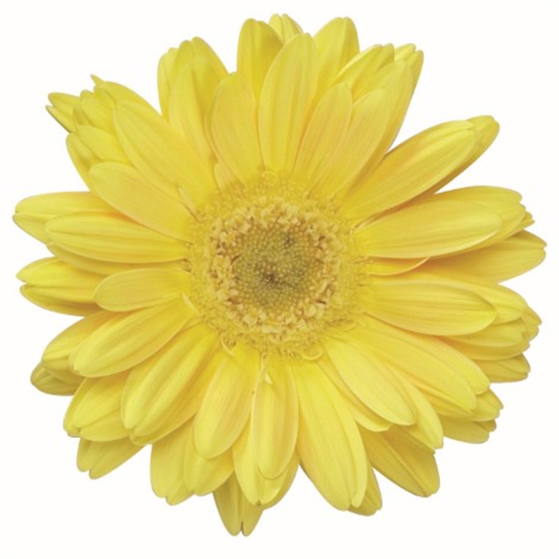 檸檬黃色 檸檬黃色