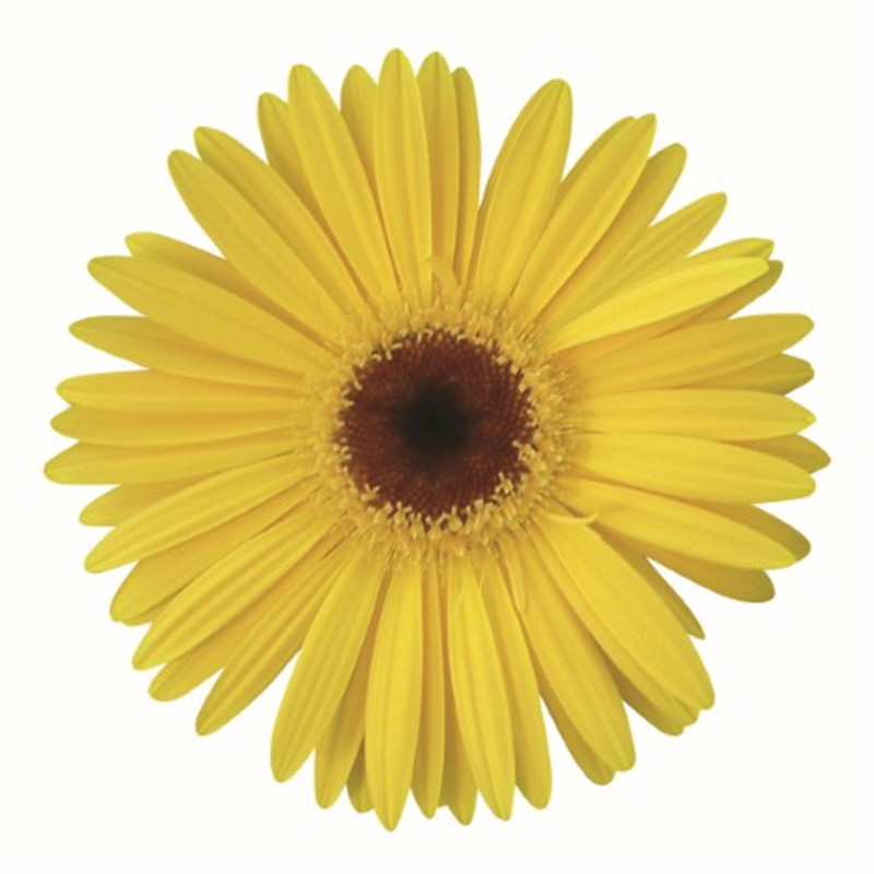 黃色帶眼 黃色帶眼