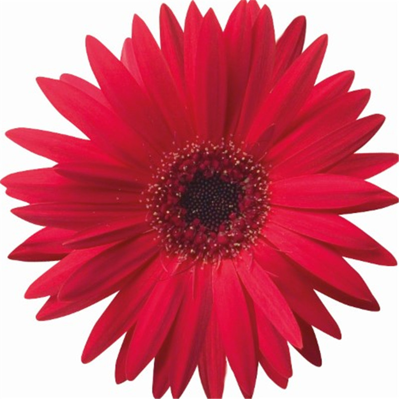 紅色帶眼 紅色帶眼