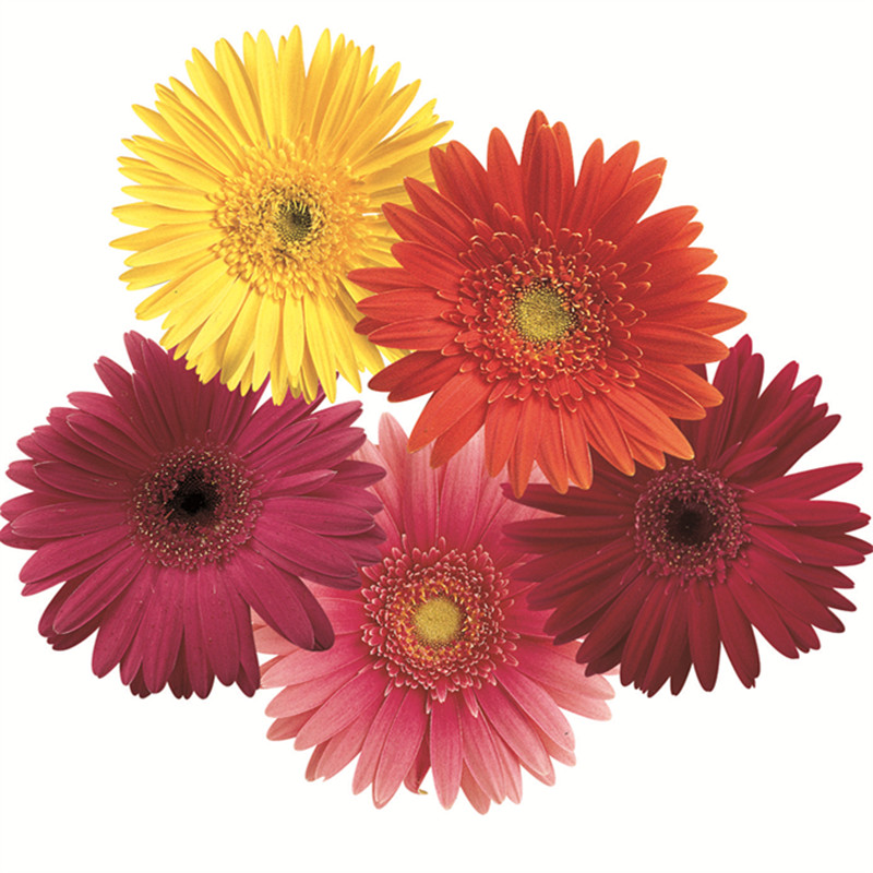 半重瓣混色 半重瓣混色