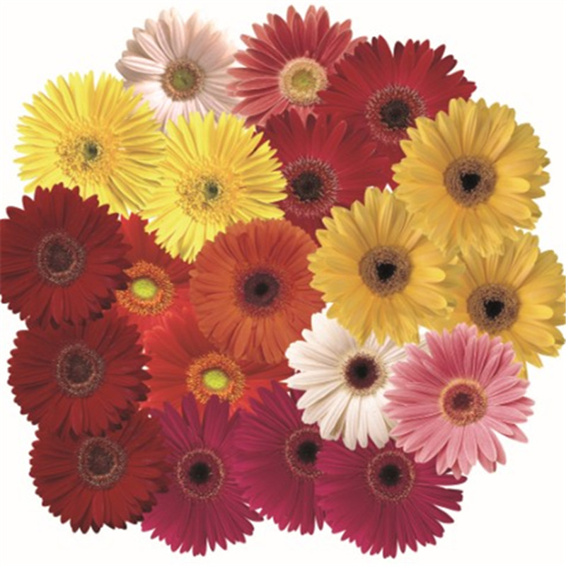 種植者精選混合色’12 種植者精選混合色’12